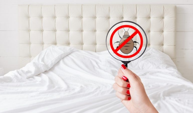 Punaises de lit : Les remèdes naturels pour s’en débarrasser
